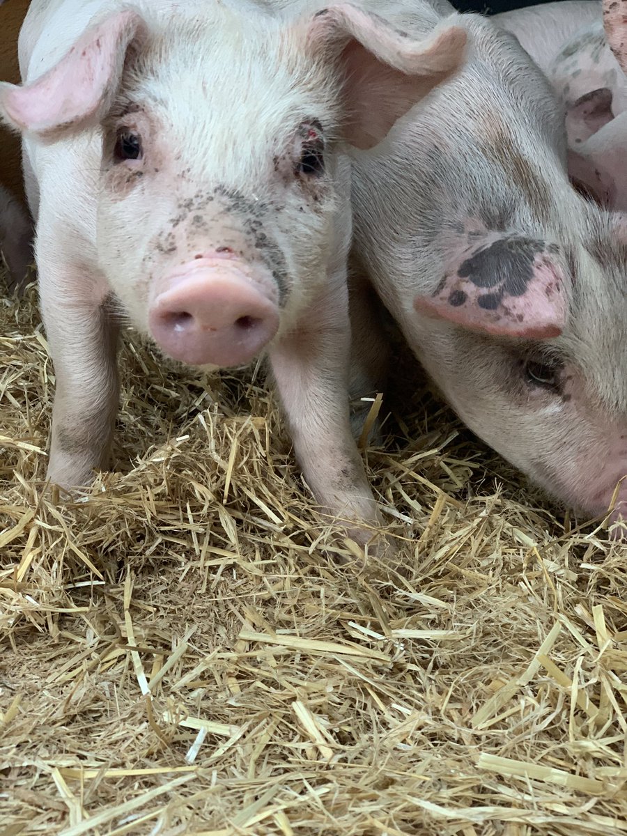 farmersteven's tweet photo. Piglets have arrived and settled in nicely @BQPPigs @pilgrimsuk #cutepiglets https://t.co/5r40wM3OEd