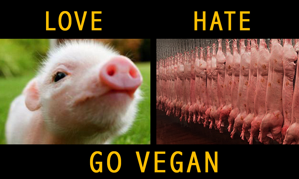 If you feed on hate it eats you too💔 When #compassion is your guide you're always on the right side💖 Be #Vegan🐾💞 Help @BTWsanctuary🐖💞 @RickyGervais @PeterEgan6 @ProtectWldlife @zbleumoon @RobRobbEdwards @NickTaylorLLB @hilltopgina @Veganella_ @Animal_Watch @FrasierHarry