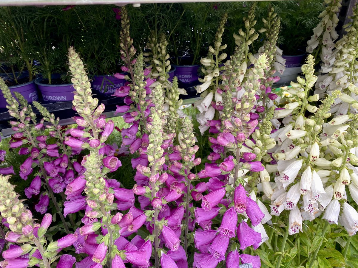 gunn_jane1's tweet image. Wet &amp;amp; windy day for the St Anne’s Rose Festival but not dampening the spirit of the attendees at all. 
#puddlesplashing ☔️ Treated myself to jewellery and cakes - hopefully tomorrow will see the sun show it’s face😬🤞🥀