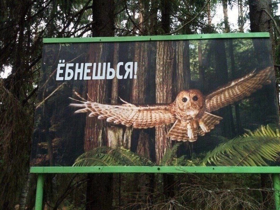 В последний месяц чувствую себя совой