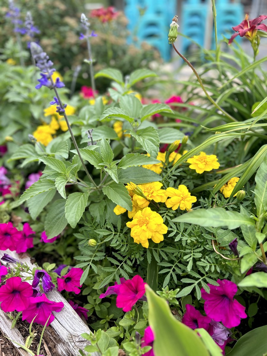 intheglebe's tweet photo. A collection of beautiful flowers found in the Glebe 🥰
#intheglebe #localflowers #myottawa https://t.co/eyZKEgcGTb