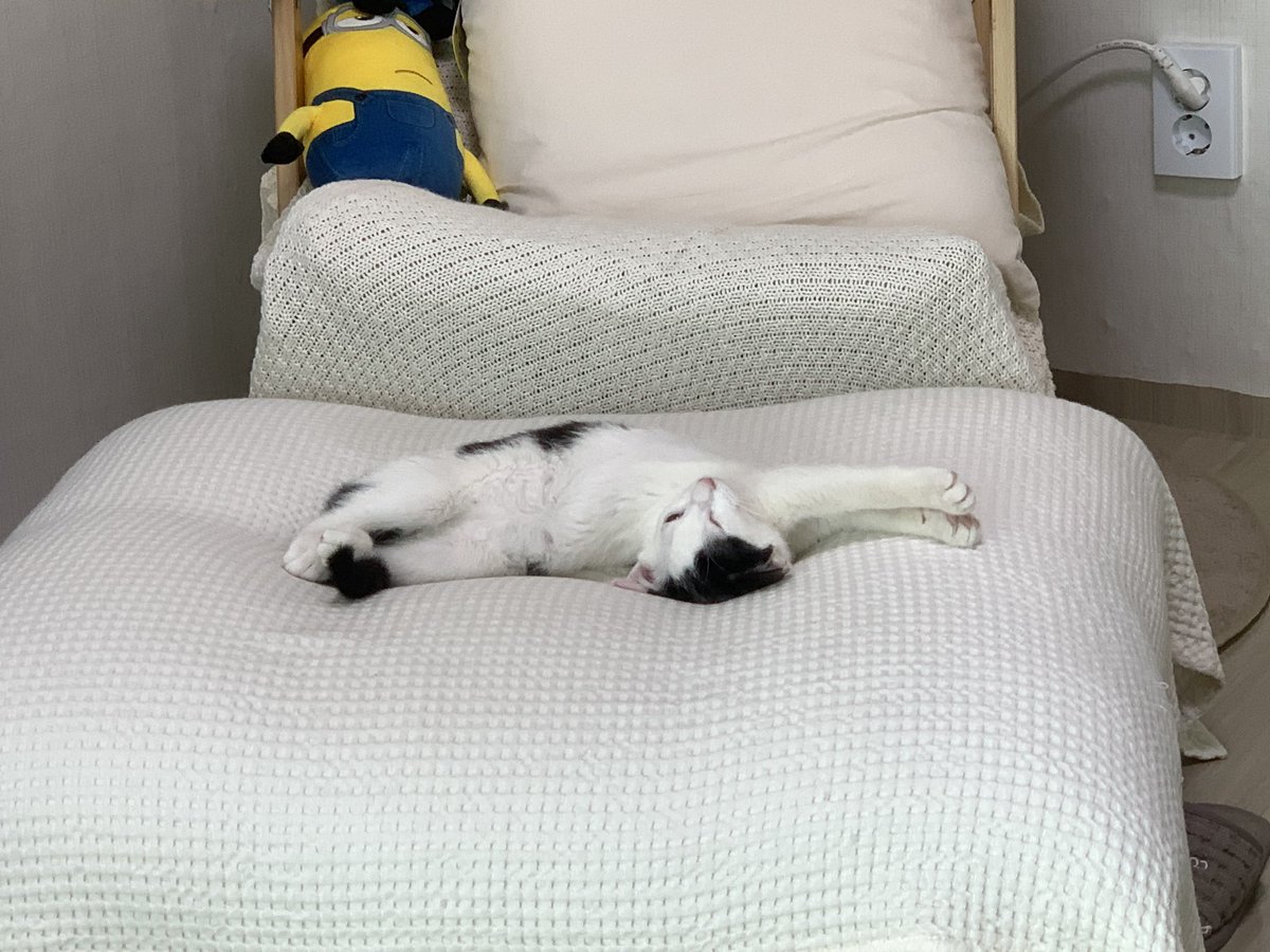 크림이 수면 자세 4종 🛌