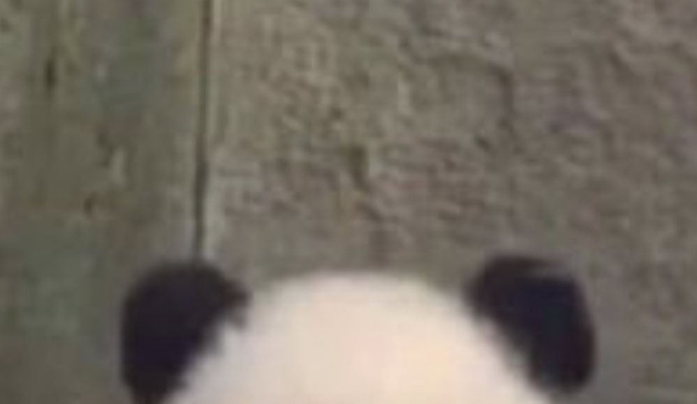 mosijj63's tweet photo. 잼바오랑 젠바오야 🐼🐼 https://t.co/aF2TrXLgtb