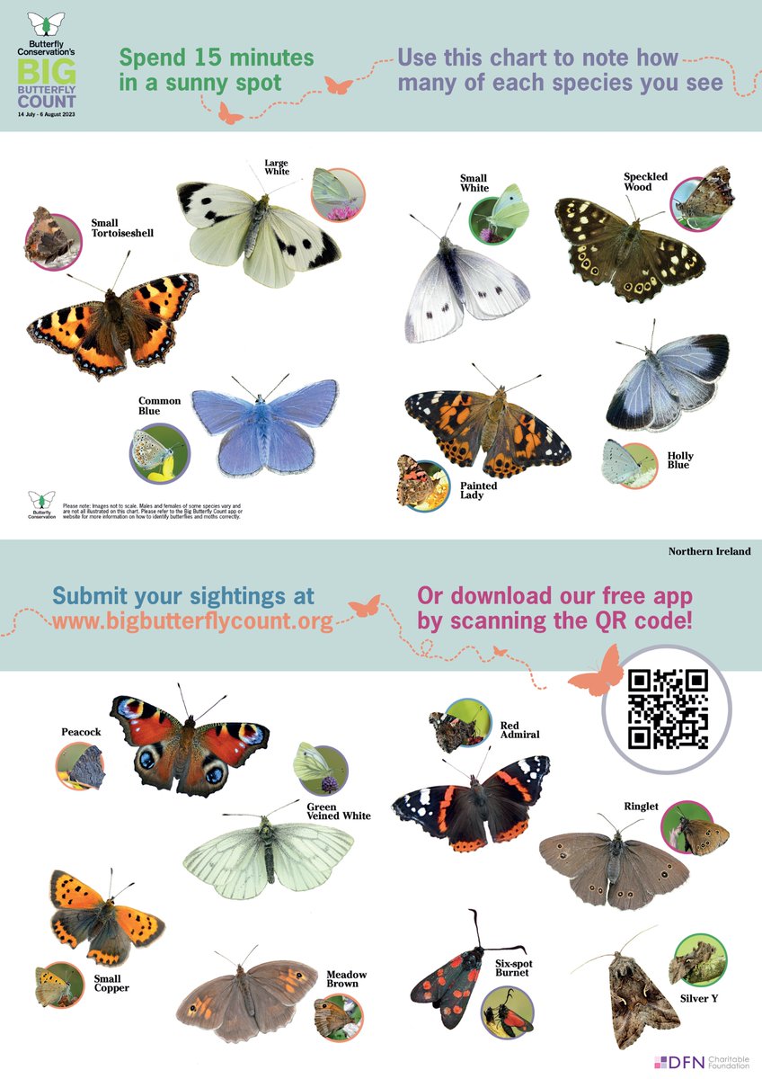 Planning to get involved with our #BigButterflyCount but need a helping hand in identifying which butterflies and moths you are spotting? 🦋 🔎 Use our handy ID guides for England, Wales, Scotland and Northern Ireland! Download & take part 👉 bigbutterflycount.org