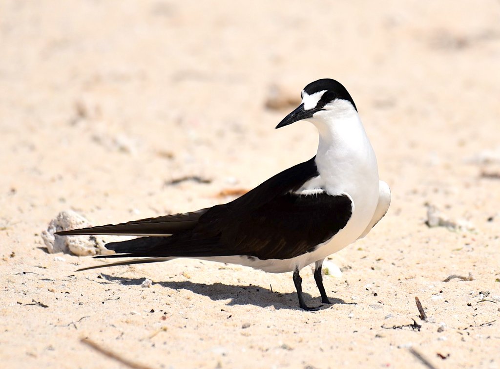 Birds Caribbean tweet media
