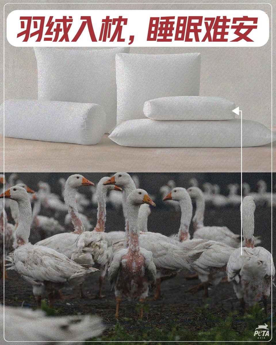 PETAAsiaZH's tweet photo. 晚上想要睡得香😴，请选用不沾动物血泪的床品。
 
#拒绝羽绒 #纯素时尚 
 
直击羽绒拔毛现场：
https://t.co/5bXOSgFeWR https://t.co/LPOjOKJkS4