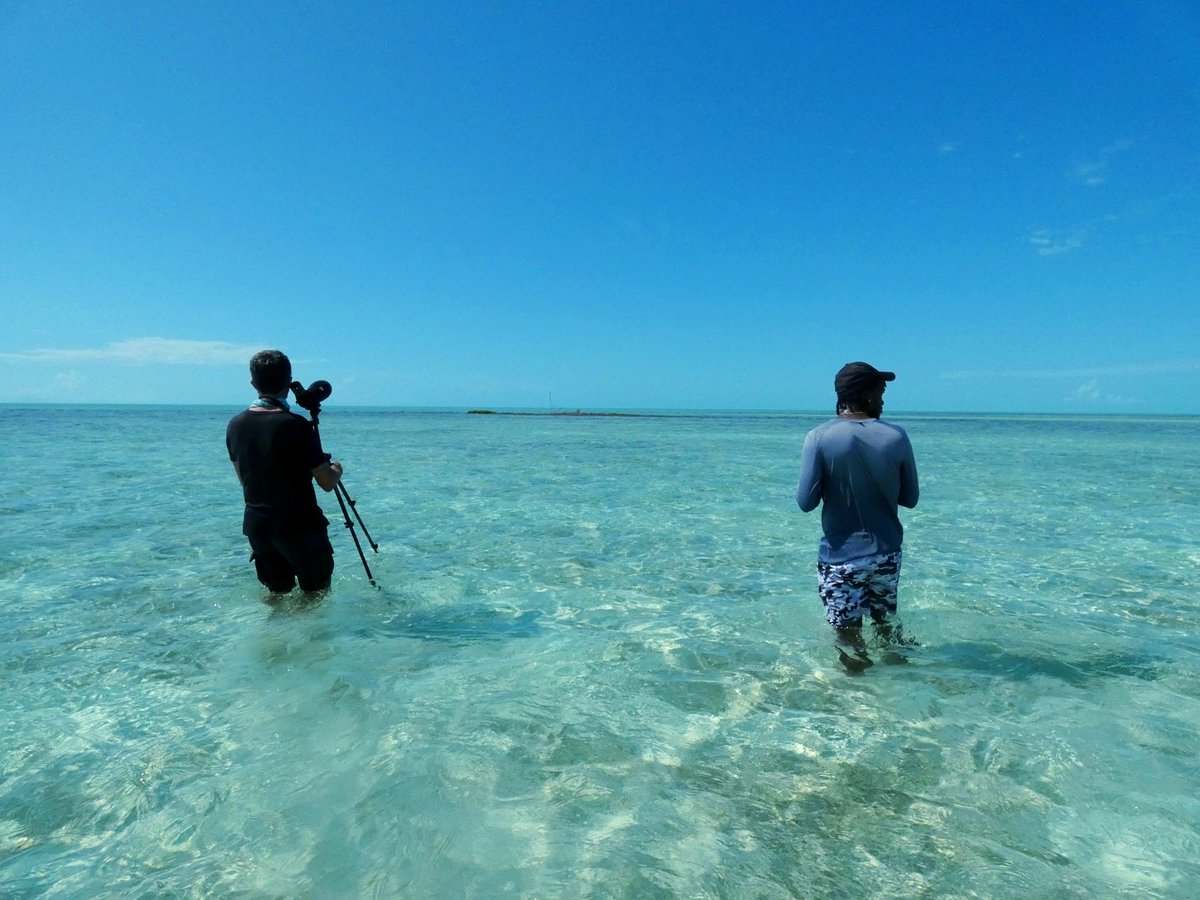 Birds Caribbean tweet media