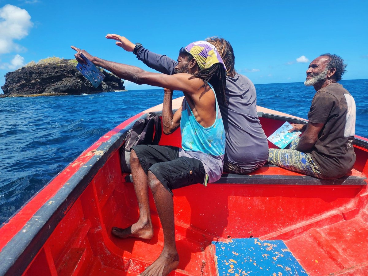 Birds Caribbean tweet media