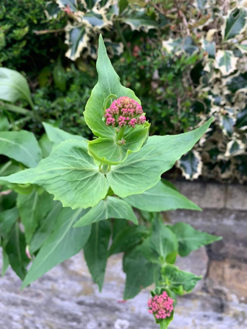 Red Valerian - This plant is part of the honeysuckle family that originates from the Mediterranean, where it is found growing in rocky, calcium-rich soil. It's a safe feed; tortoises prefer young leaves, but it's also a great plant for bees and insects.