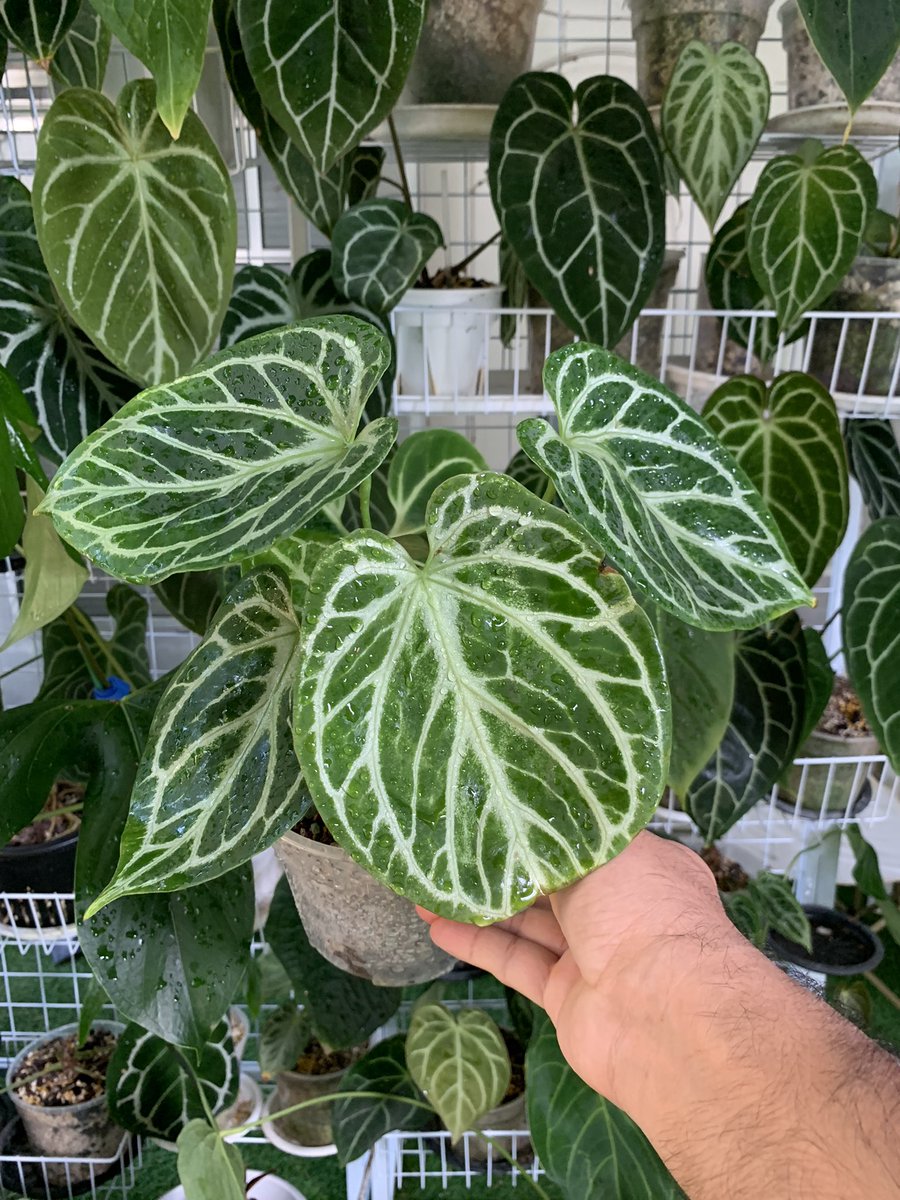 Anthurium Silver Tiger