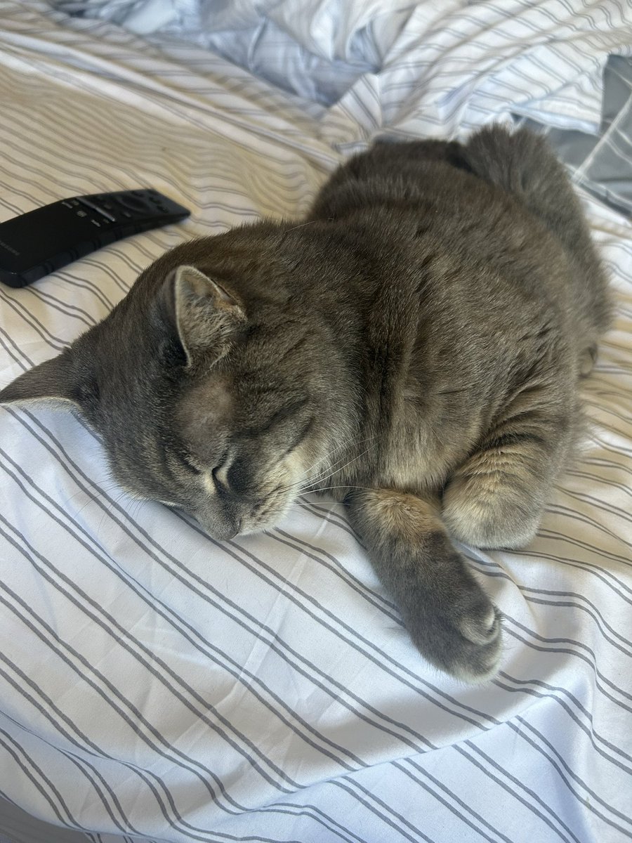 DashRuane's tweet photo. Sleepyhead #caturday https://t.co/YBoJIynDPo