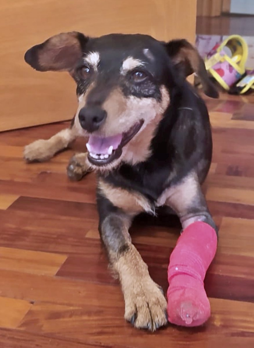 SosAbuelos1's tweet photo. #CUENCA
#CHUSTA tiene 9 añitos. Y es muy urgente encontrar hoy una casita para ella, a ser posible sin más animales, con personas tranquilas, que puedan dedicarle tiempo.
Necesita estar relajadita y recibir cuidados para su recuperación física y emocional tras ser abandonada... 😓
Podéis compartir por favor?? Es urgente
678 96 68 48