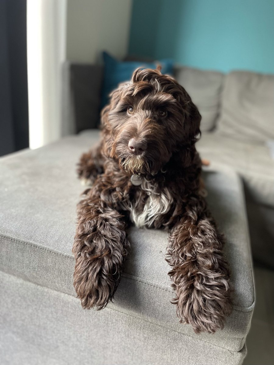 proudcharlotte1's tweet photo. @EmergencyBod This is my Mum and step Dad’s dog, Coco when I met her for the first time #sproodle https://t.co/l0XIP64tX0