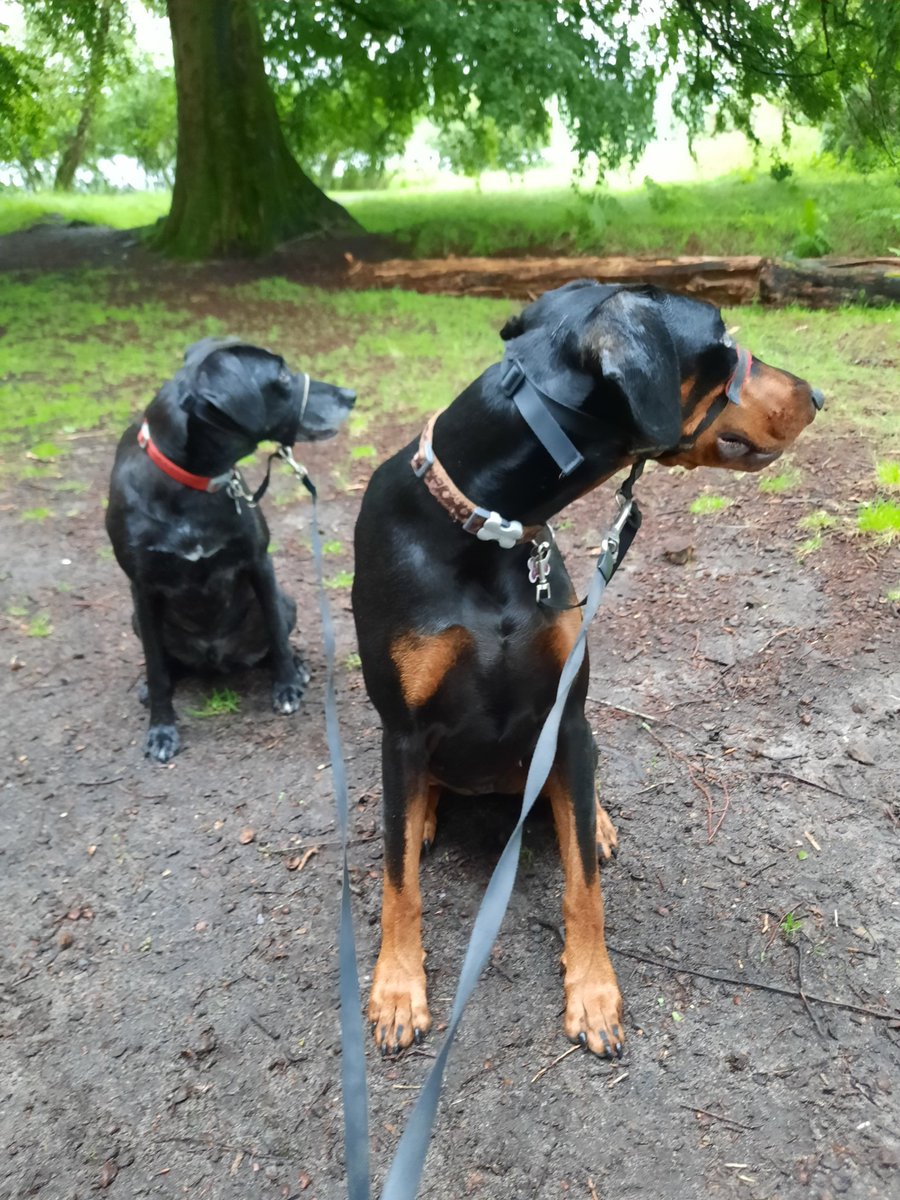 NotBadForHerAge's tweet photo. The dogs spotted sheep just as I took their photo! 🐕🐕🐑🤣 #Fred #Damson #Dobermann #dogsoftwitter #distracteddogs https://t.co/XbYhPNuU6T
