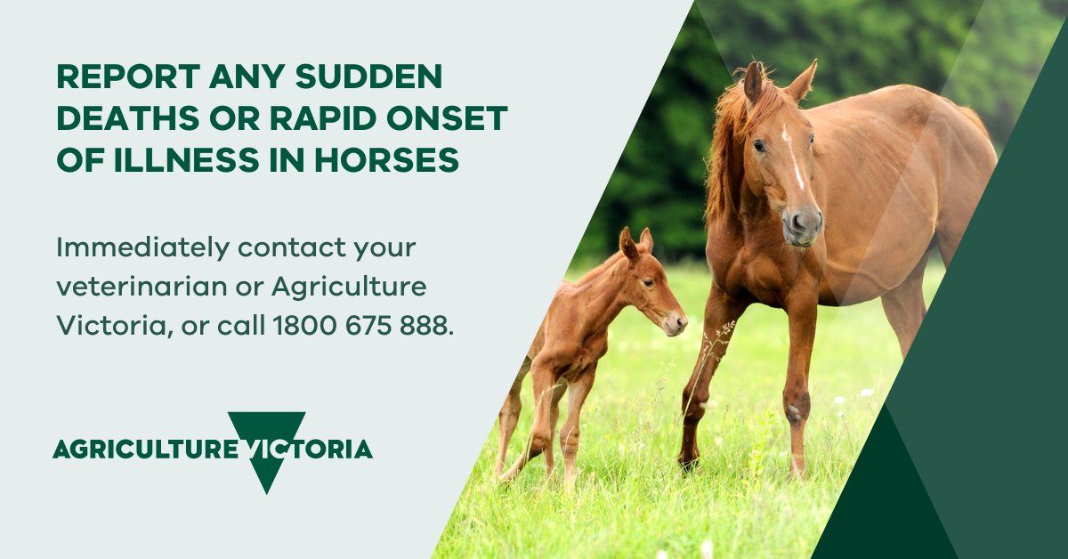 Agriculture Victoria is working with private vets to understand the cause of recent horse   deaths in Victoria.

If   your horse has suffered sudden death or onset of illness, immediately contact your vet or call 1800 675 888.

agriculture.vic.gov.au/biosecurity/an…