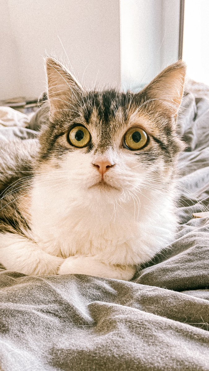 derossemagier's tweet photo. We zoeken een dierenvriend die tussen 5 en 17 augustus eens in het centrum van Mechelen wil wonen. Deze drie geweldige sjarels zouden heel blij zijn met wat gezelschap ❤️ 

RT is lief 😘 https://t.co/vm4zfu8v8G