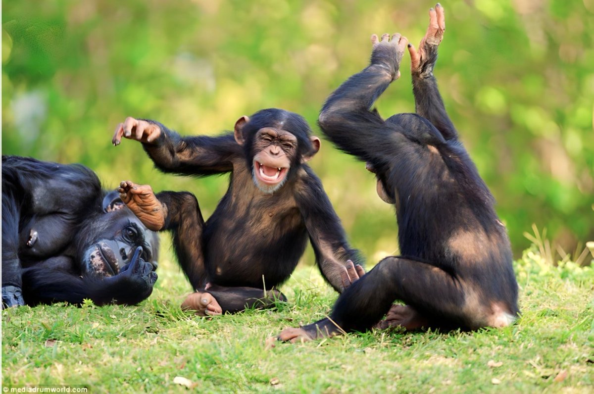 𝗗𝗘𝗥𝗥𝗜𝗖𝗞 𝗦𝗦𝗘𝗡𝗬𝗢𝗡𝗬𝗜 tweet media