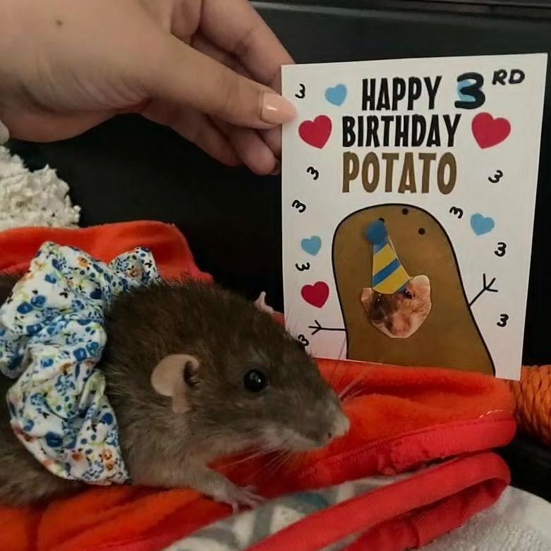 🐁 GOOD RATS🐀 on Twitter "Happy 3rd birthday to Potato! He was quite