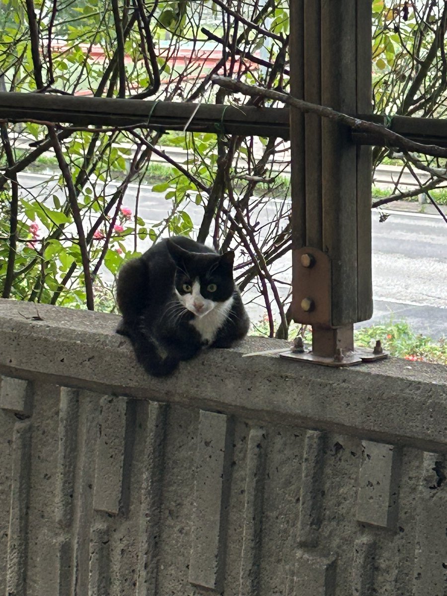 중랑천 겸재교쪽 공원들어가는 입구쪽에 턱시도 고양이 한마리가 앉아있어요
3~4키로대(?) 정도되는거같아요 작아요
귀한쪽 컷팅 되어있는걸로봐서 중성화한 길고양이같긴한데 이 주변에서 사람 손 탄 길냥이는 거의 못본것같아서 혹시 가출냥이 일까봐 트윗올립니다~