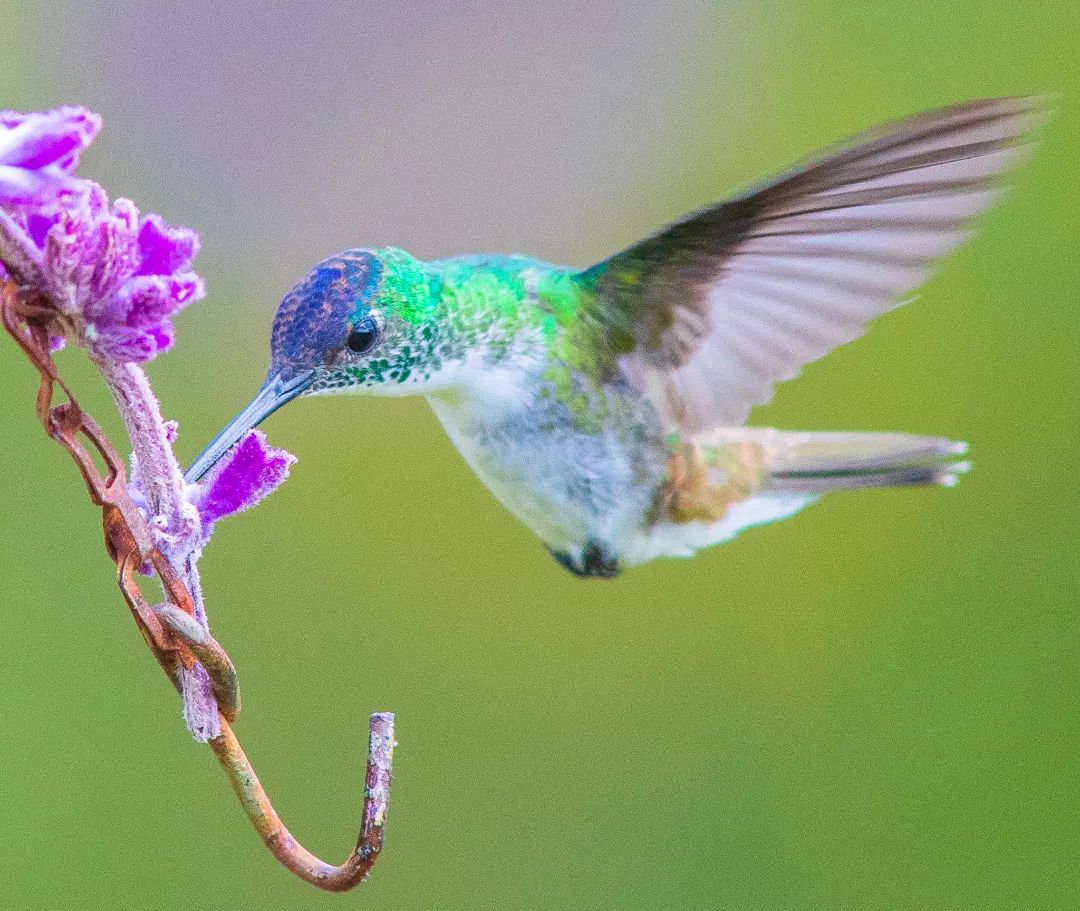 Nice Hummingbird 🥰🥰🥰