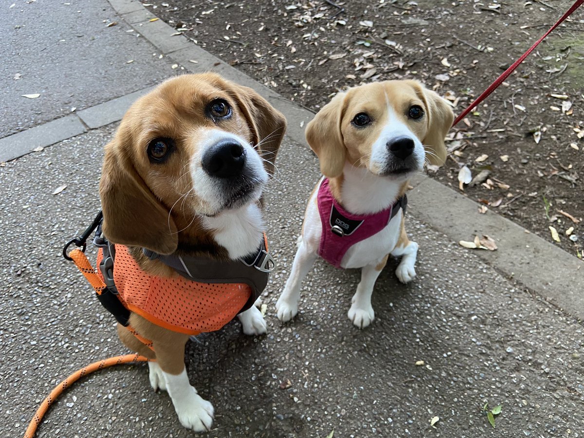 先日の話
ご近所ビーグル集まりました♪

ビーグルに囲まれたいというビーグル友達からの提案で、連絡したところ、21ビーグルも集まりました💖

上は16歳下は4ヶ月
楽しかったー💖

#砧公園 #ビーグル大好き #beagle 
#世田谷ビーグル #beagles #beaglelove