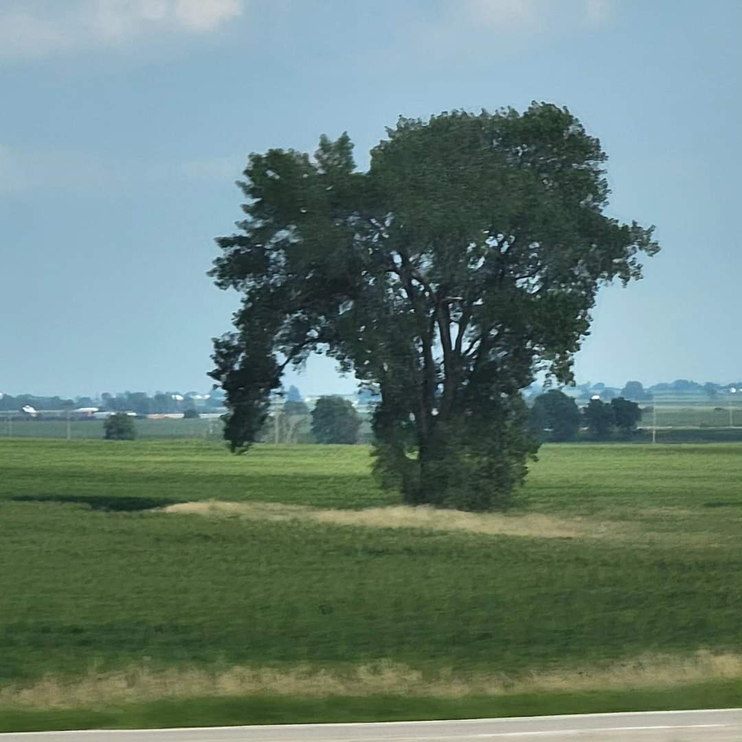 WKevinNelson's tweet photo. Good morning!☀️
#TodayisaGift #Saturday #July #SummerinIllinois #Lone_Tree #Green_Field #EveryDaysaBlessing #ThankfulforToday https://t.co/nVqqcGkt5f