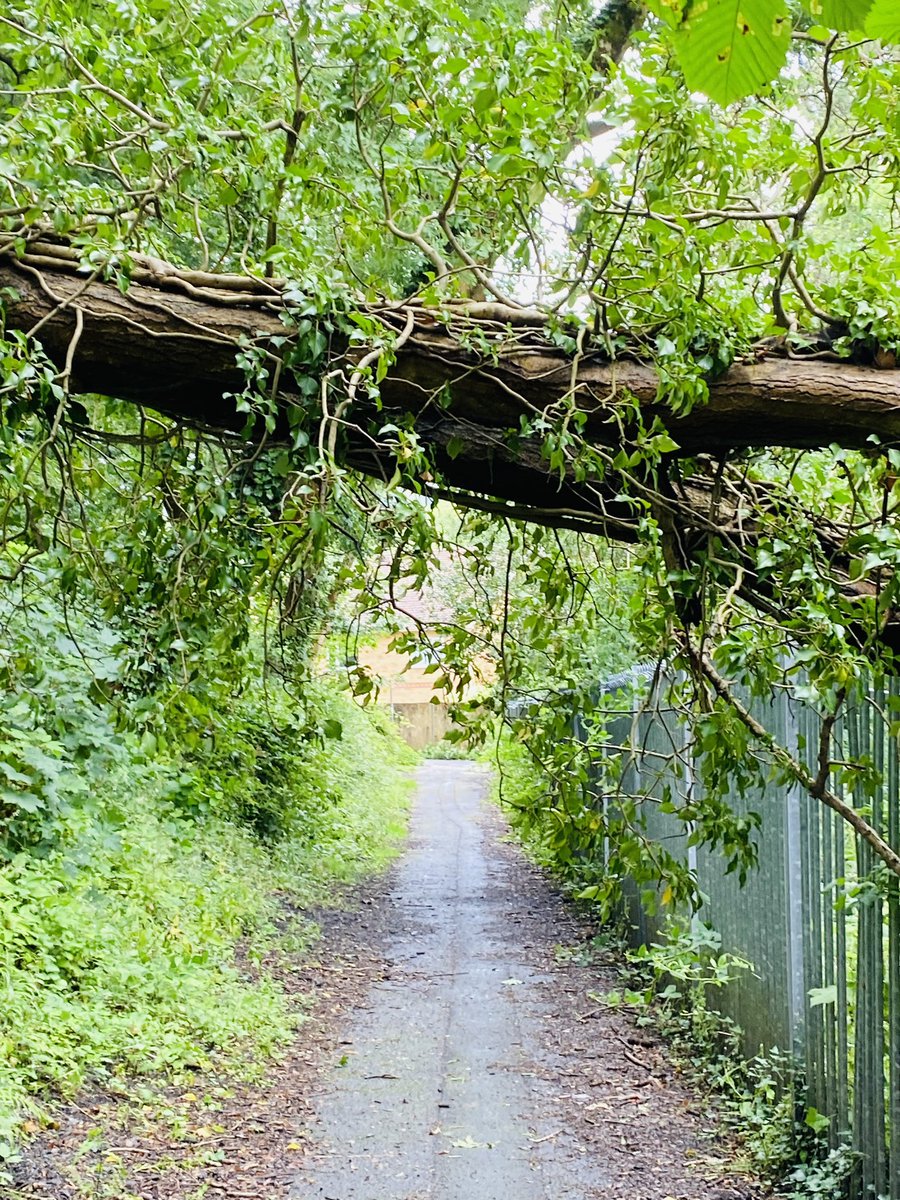 JenningsShajen's tweet photo. There is a tree which has come down on a public footpath behind St John’s the Baptist School @RCTCouncil https://t.co/STvXMC0cI8