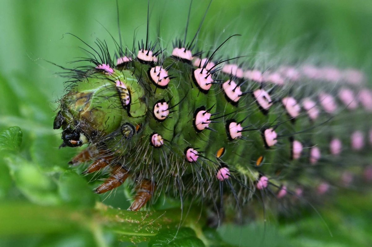 We were thrilled to find this Emperor Moth caterpillar on a recent #Mull tour. 

We get just as excited to see these small beasties on the moors as I do with Hen Harriers and Short-eared Owls!

📷 Ewan Miles

#nature_perfection #wildlifephotographer #hebrides #naturephotography