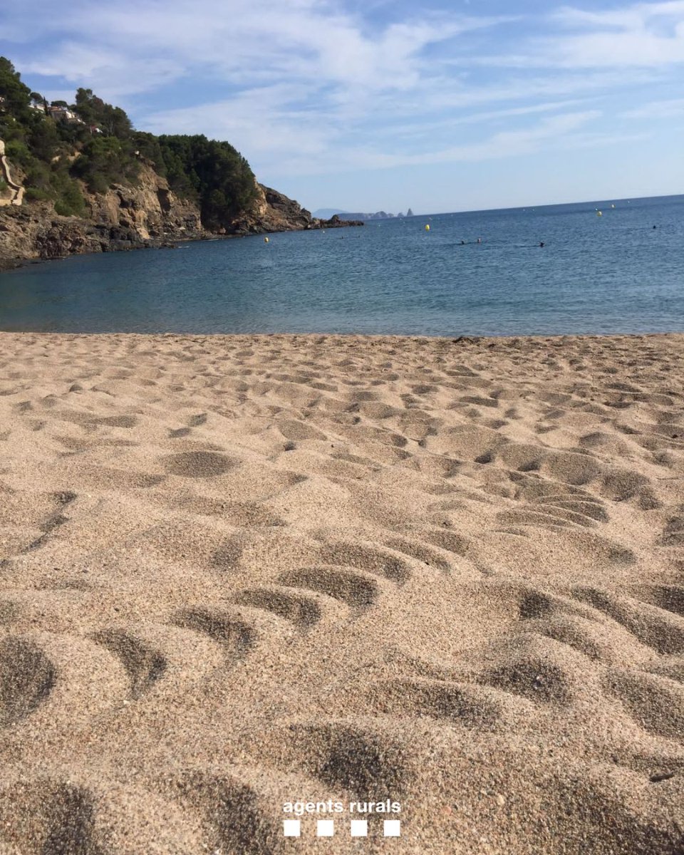 ❓ Saps què són aquestes marques a la sorra?

🐢 Són rastres de tortuga. Aquest any s'està batent el rècord de nidificacions de tortugues marines a Catalunya!

📲 Si trobes el rastre o la veus a la nit truca al <a href="/112/">112</a> per activar el protocol d'actuació!