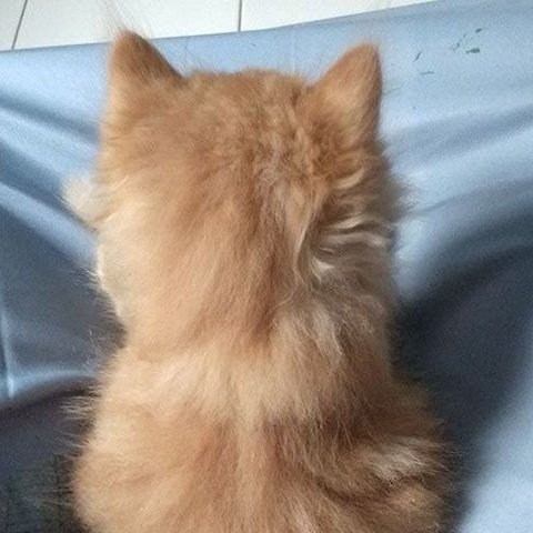 🐱
