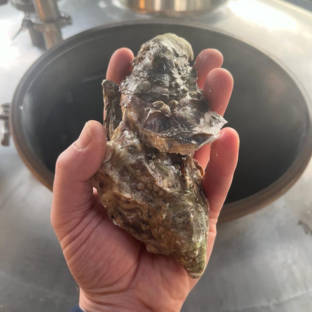 Some shots from our recent brew day for the latest batch of London Brewing Co 100 Oysters Stout, using Cooley Gould rock oysters from County Louth, which won the Champion Beer of London 2023 Overall GOLD Award at #EalingBeerFestival. Join us this weekend for a few pints!