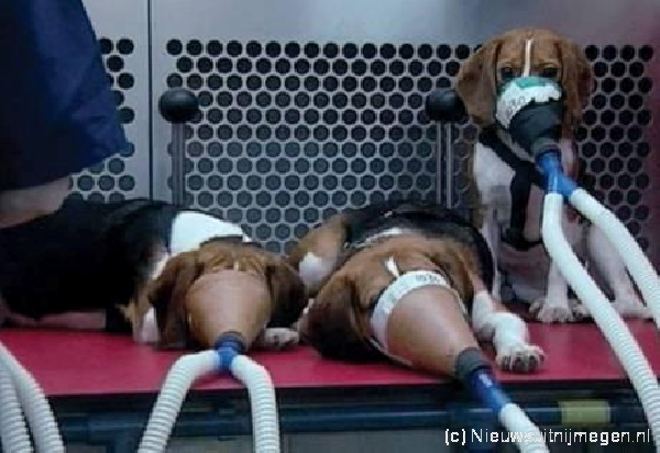 Paul_Vegano's tweet photo. At labs, animals are dragged from their cells to be burned, shocked, poisoned, starved, cut open while alive…Even if a product kills animals it can still be marketed to consumers

Opt for Cruelty-Free products
GoVegan🌱🌎

#AnimalRights #GoVegan #EndSpeciesism #Vegan #RosesLaw https://t.co/HAignIBgC9