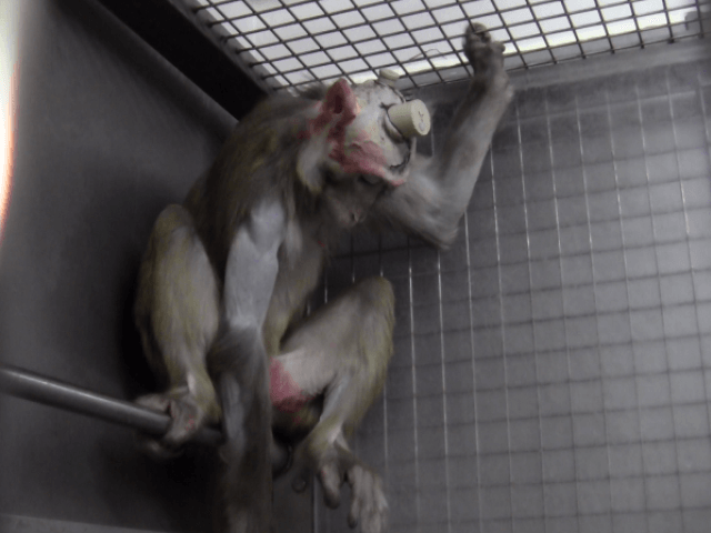 Paul_Vegano's tweet photo. At labs, animals are dragged from their cells to be burned, shocked, poisoned, starved, cut open while alive…Even if a product kills animals it can still be marketed to consumers

Opt for Cruelty-Free products
GoVegan🌱🌎

#AnimalRights #GoVegan #EndSpeciesism #Vegan #RosesLaw https://t.co/HAignIBgC9