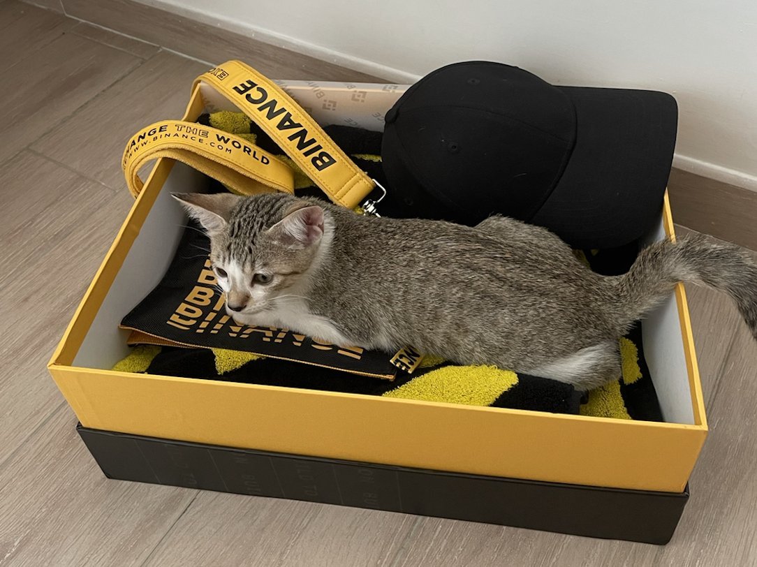 Onigiri Kitty tweet media