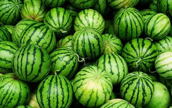 xuejianosaka's tweet photo. #スイカ自由。国連食糧農業機関(FAO) によると、世界人口の15パーセントを占める中国は、世界のスイカの60パ一セントを生産し、自国で販売しており、1人当たり年間平均55キログラムのスイ力を食べている。 https://t.co/Td7lnZoc73