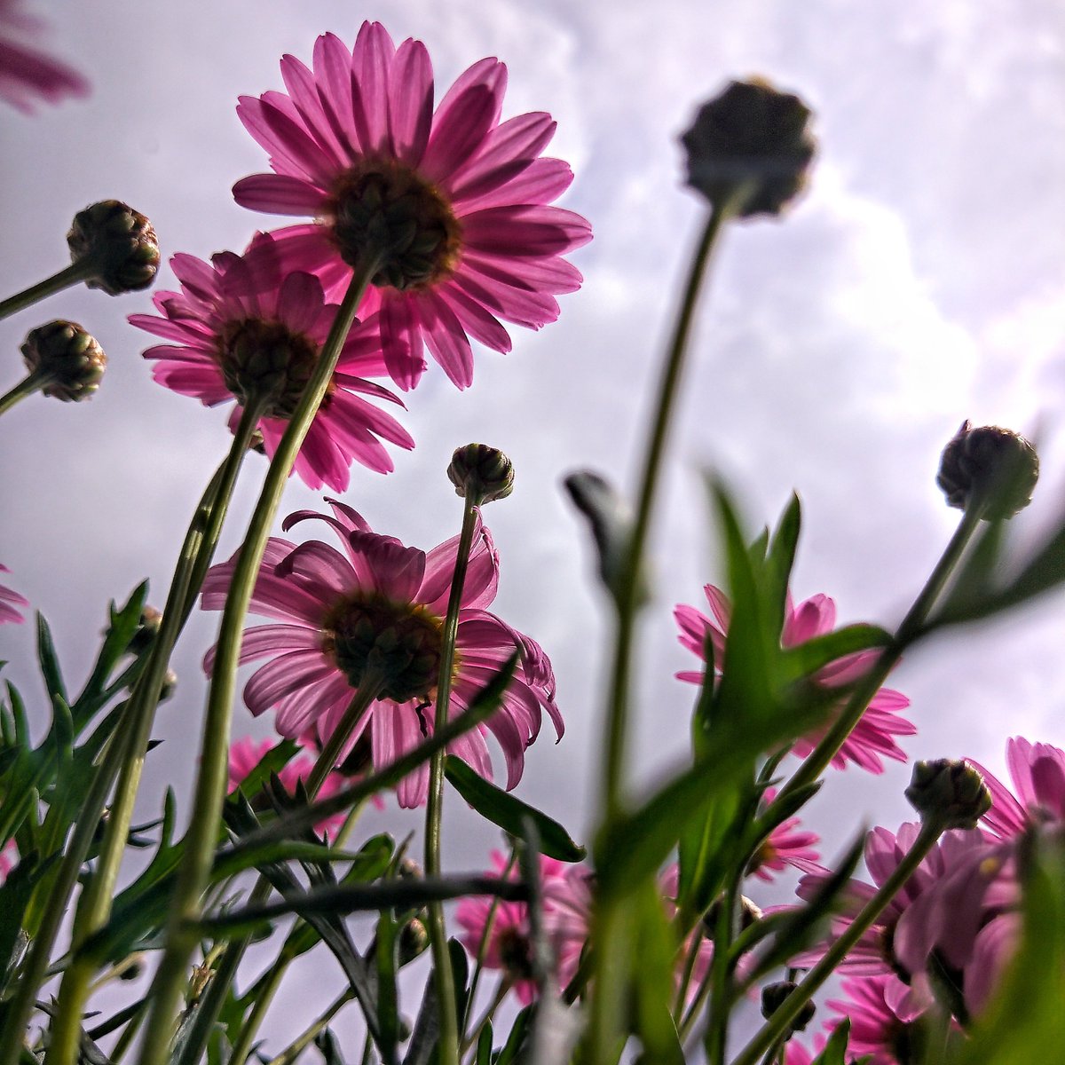 HMDdevices's tweet image. Just blooming lovely! 🌺
#ShotOnNokia by @peppe101g

#Nokiamobile #TagUsInYourPhotos #Photography