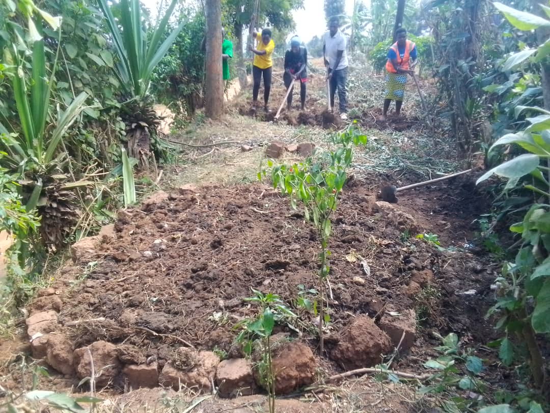 GicumbiN's tweet photo. Abagera kuri 93 nibo biyemeje kwinjira Mu muryango w'abakorerabushake ni Mu muganda wahuje Urubyiruko rwa @GicumbiDistrict
#Shangashasector wakozwe bubakira umuturage ubwiherero ,n'umurima w'imboga. witwa SEKIMONDO THEONESTE https://t.co/4GtEeVFuLo