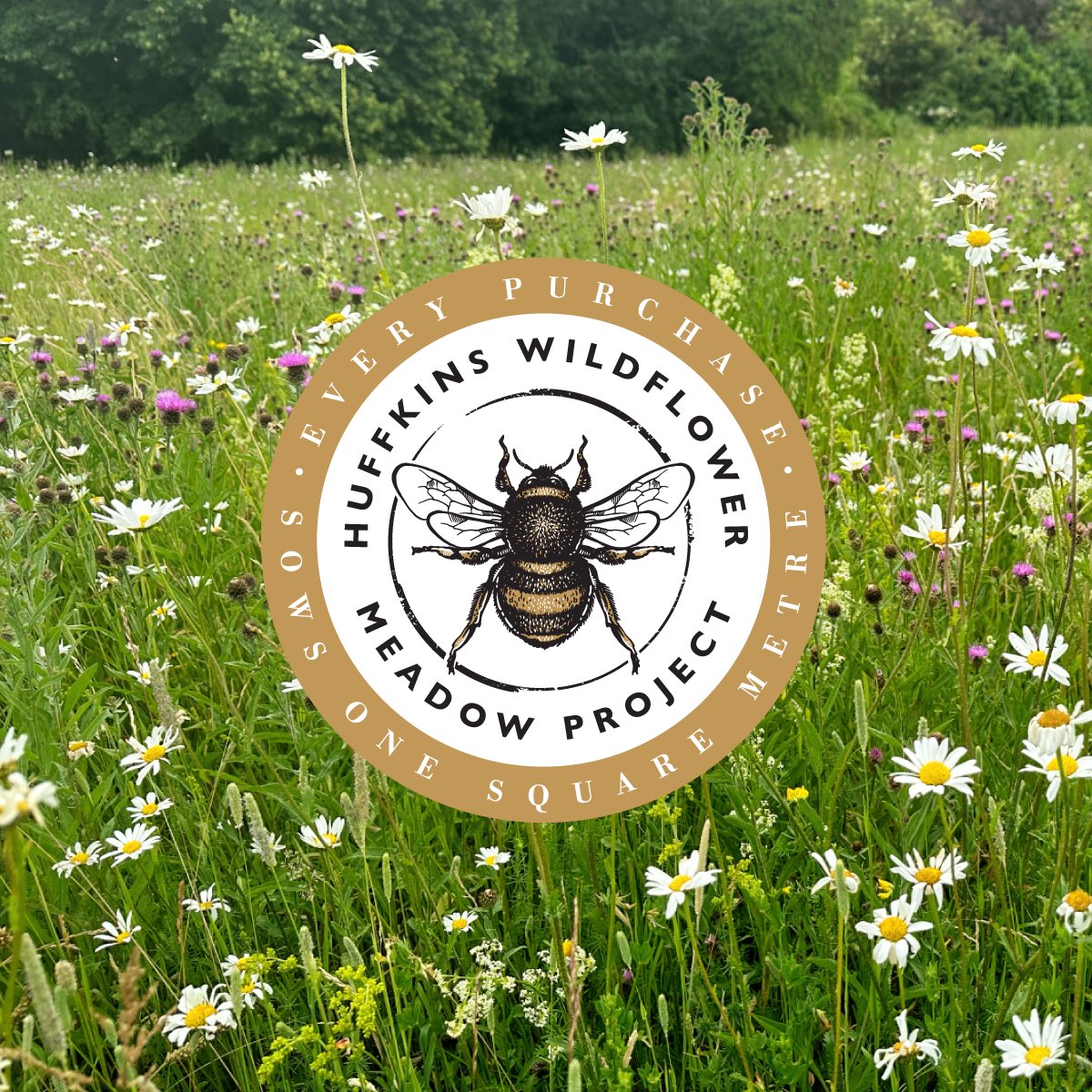 Wildflower Meadow Project June 2023 UPDATE: Our wildflower meadow is beginning to bloom beautifully 🌼 Sowing the seeds for Cotswold bees… Find out more about our environmental pledge: bit.ly/3pNoSAX 🐝 🌱 *For every eligible product purchased (marked with bee logo)