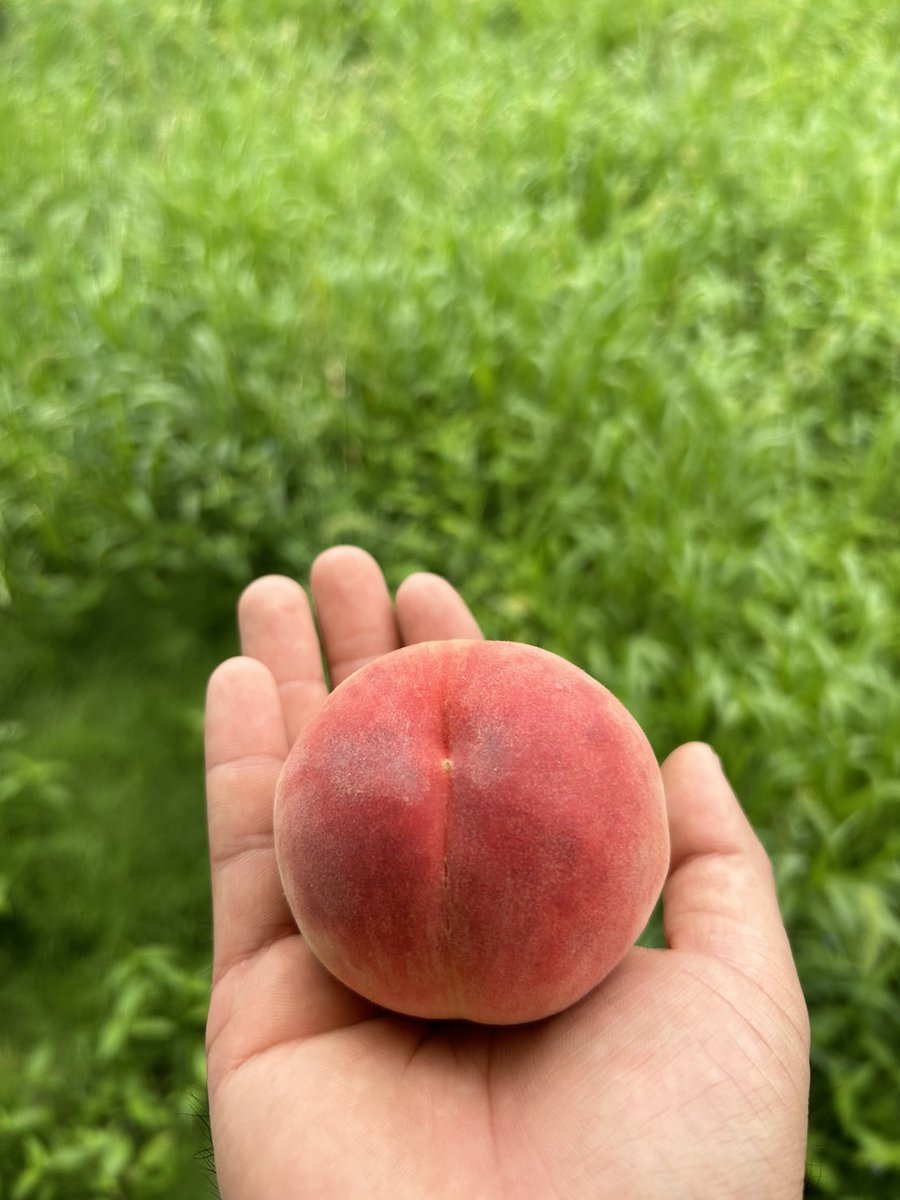 YukieMarusei's tweet image. ３連休は桃祭り🍑
プレゼント企画開催します❗

暁星　小玉　約1.8キロを
３名様にプレゼント！

応募方法
@YukieMarusei をフォロー&amp;amp;RT

締め切り
7月17日(月)まで

食べ直でも1500円で販売させていただいておりますのでご興味があればよろしくお願い致します🐕️

メルカリも出品してます❗