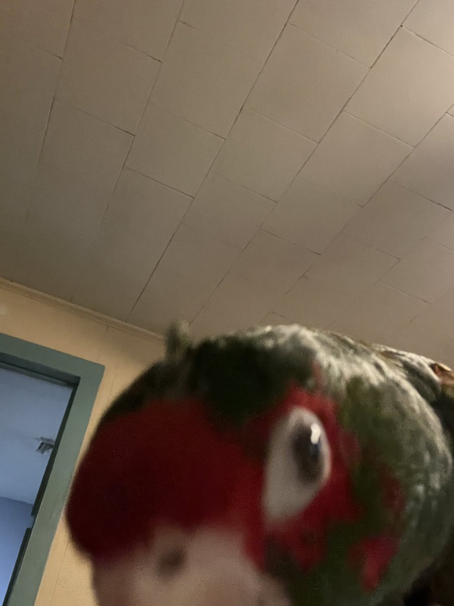 LifewithPigs's tweet image. Sassy loves phones… I came across a couple of her selfies in my iPhone photos 🙂  #rescueparrot #miteredconure #prettybird #selfies