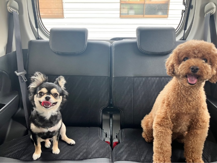 久しぶりの再開🐶💕 | 折山さん家の日常。と時々ダイエット #Decolog dclog.jp/en/7637699/577…