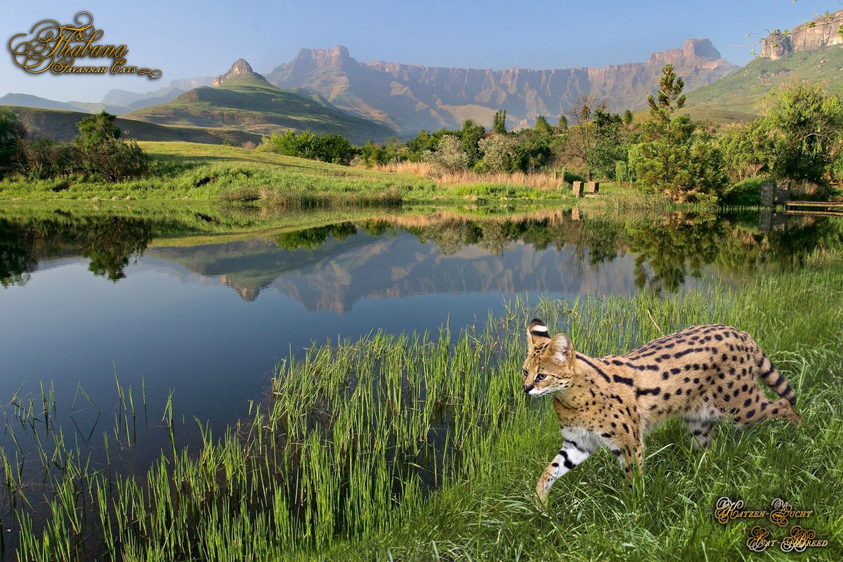 🇩🇪 Thabana Savannah Cats – Unternehmens-Bild-Composing
🇬🇧 Thabana Savannah Cats – Company-Image-Composing

#savannah_katzen, #hybridkatzen – #savannah_cats, #hybrid_cats