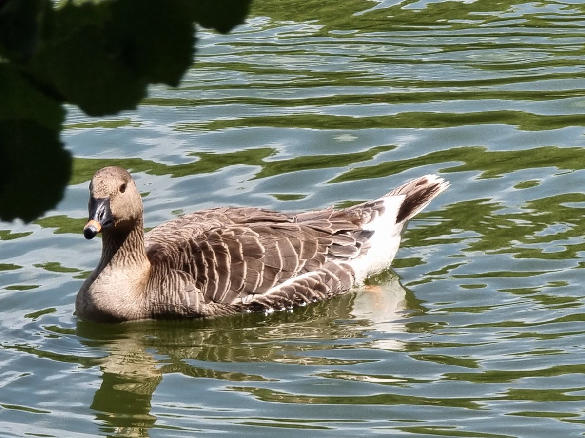 JoeGarvey20's tweet photo. Tundra Bean Goose, take on Mobile Phone at Arrow Valley Lake this AM. https://t.co/GAesSfNJV9