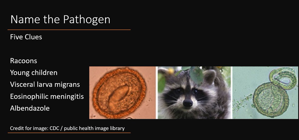MayoClinicINFD's tweet photo. Weekend Digest

Name the Pathogen

Five Clues
1. Racoons
2. Young children
3. Visceral larva migrans
4. Eosinophilic meningitis
5. Albendazole https://t.co/Fs52m7wcXP