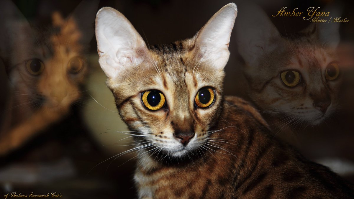 🇩🇪 Unsere Zucht-Kätzin Amber-Yana ❤️
🇬🇧 Our breeding cat Amber-Yana ❤️

#savannah_katzen, #hybridkatzen – #savannah_cats, #hybrid_cats