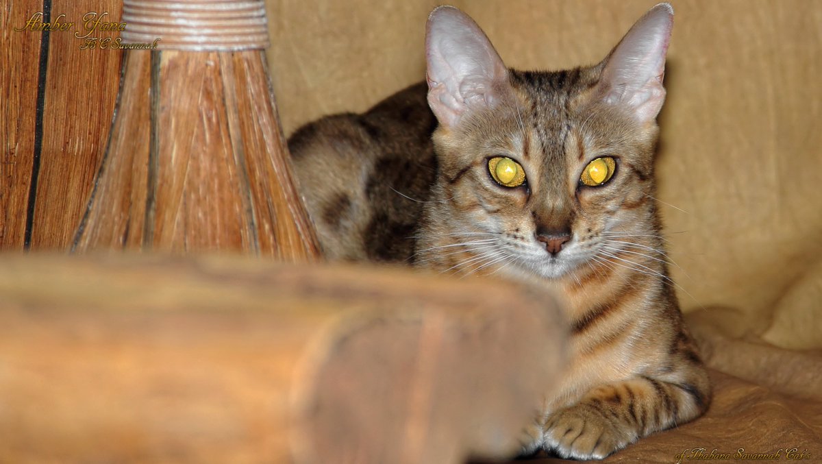 🇩🇪 Unsere Zucht-Kätzin Amber-Yana ❤️
🇬🇧 Our breeding cat Amber-Yana ❤️

#savannah_katzen, #hybridkatzen – #savannah_cats, #hybrid_cats
