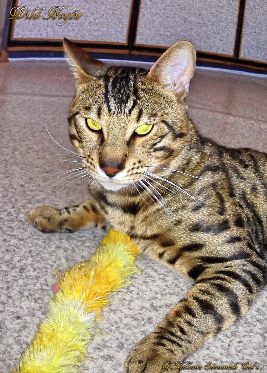 🇩🇪 Unsere Zucht-Kater Wild Neytir ❤️
🇬🇧 Our breeding cat Wild Neytir ❤️

#savannah_katzen, #hybridkatzen – #savannah_cats, #hybrid_cats