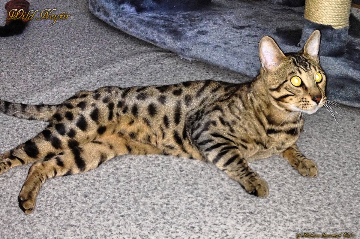 🇩🇪 Unsere Zucht-Kater Wild Neytir ❤️
🇬🇧 Our breeding cat Wild Neytir ❤️

#savannah_katzen, #hybridkatzen – #savannah_cats, #hybrid_cats