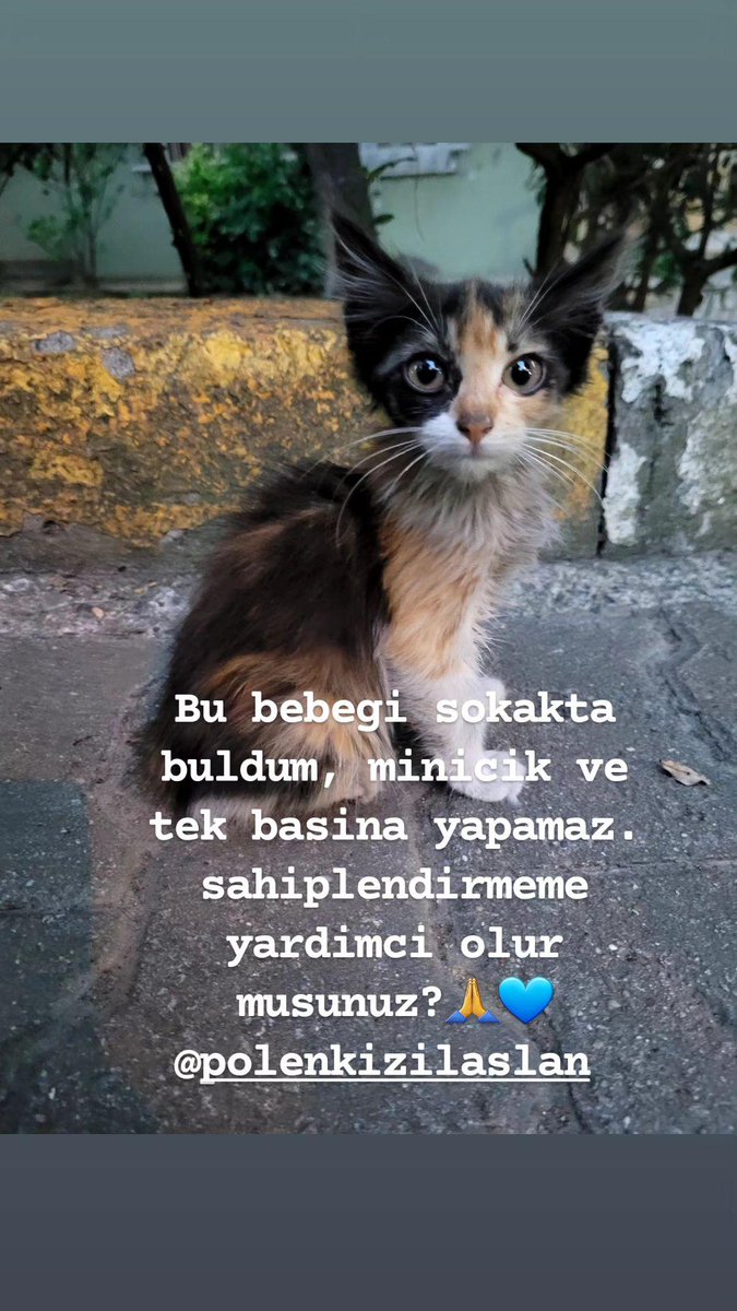 <a href="/haysevkayipilan/">Hayvansever</a> <a href="/evsiz_hayvanlar/">yuvaarayanhayvanlar</a> <a href="/Petzade/">Petzade</a> <a href="/BirKediSahiplen/">bir kedi sahiplen</a> <a href="/Hayvist1/">HAYVİST</a> <a href="/Haykodep/">Haykodep</a>  henuz cok kucuk ve ne yapacagimi da tam bilemiyorum. Daha cok kisiye ulasabilmem icin yardimci olur musunuz?