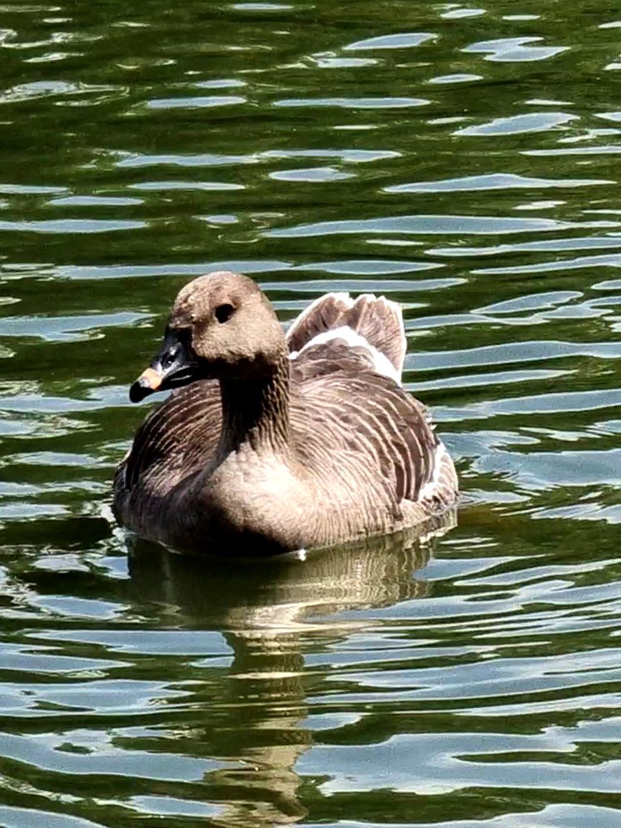 JoeGarvey20's tweet photo. Tundra Bean Goose, take on Mobile Phone at Arrow Valley Lake this AM. https://t.co/GAesSfNJV9